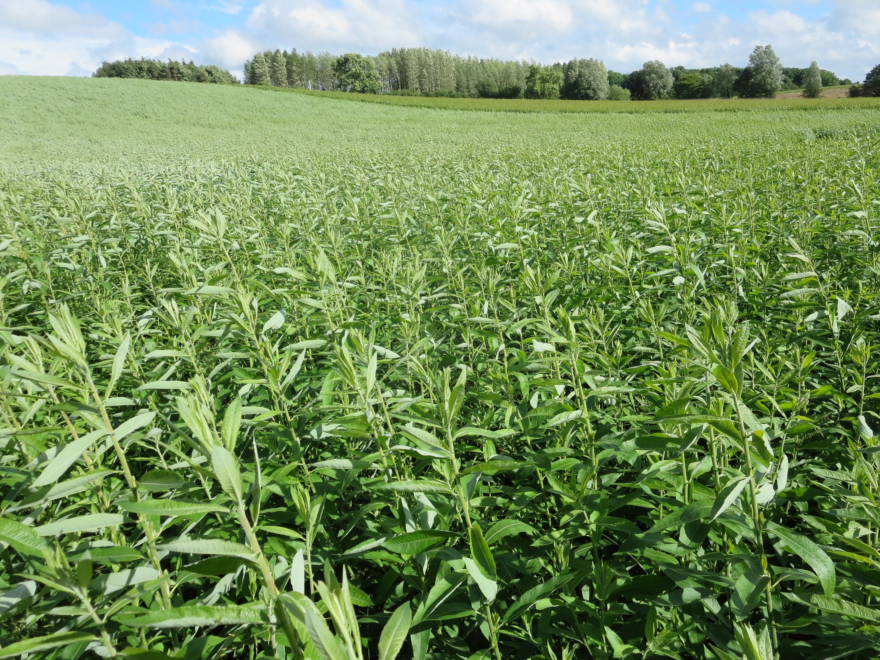 Multiplication plantation of the SRC willow variety Endurance (1 year old)