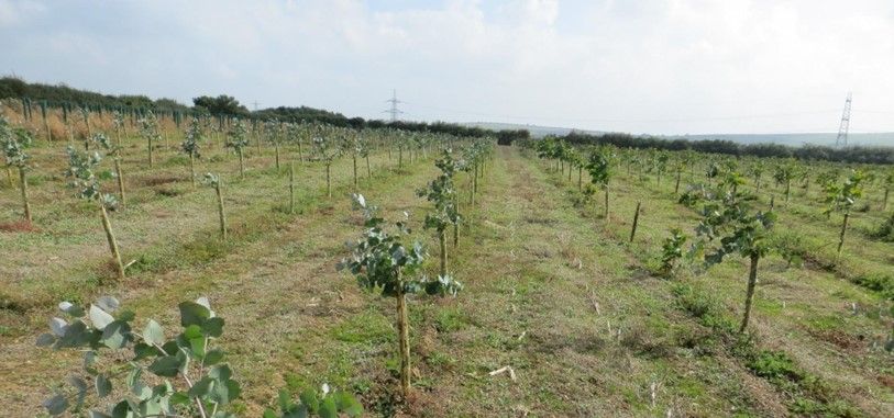 Eucalyptus_14.jpg