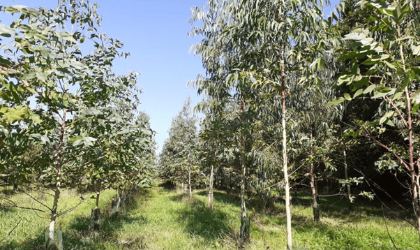 Eucalyptus_2.png