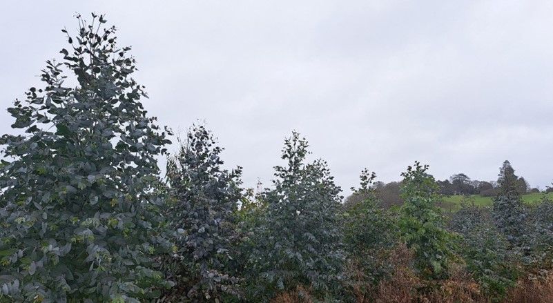 Eucalyptus_3.jpg