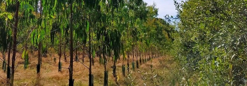 Eucalyptus_4.jpg