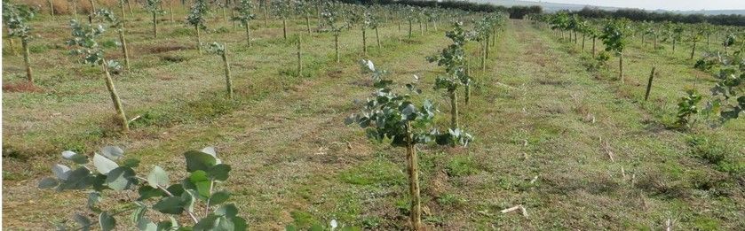 Eucalyptus_6.jpg