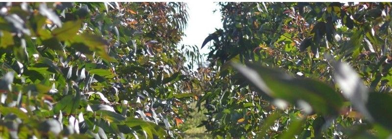 Eucalyptus_7.jpg