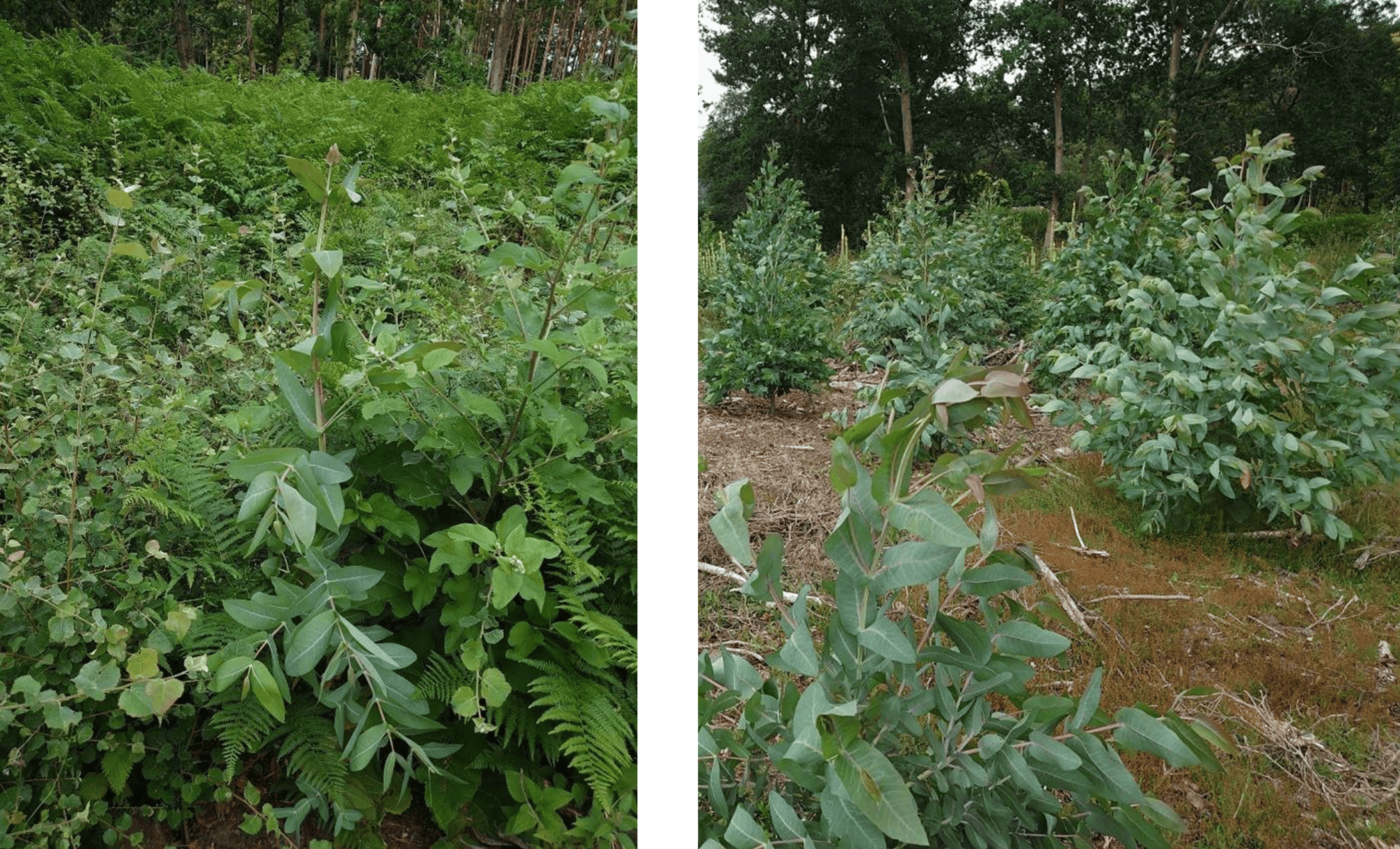 Eucalyptus_8.png