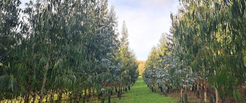 Eucalyptus.jpg