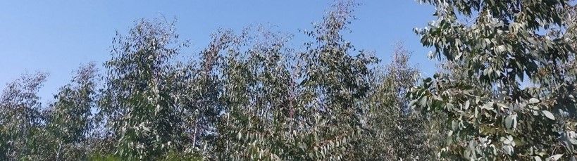Eucalyptus globulus ssp. bicostata.jpg