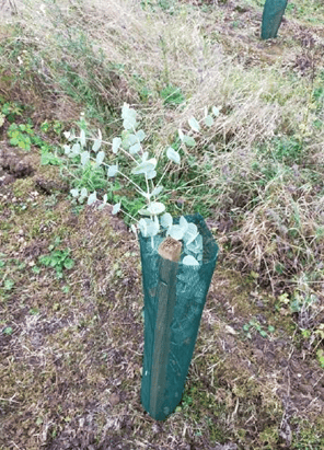 Eucalyptus_gunnii.png