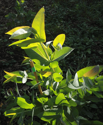 Eucalyptus_nitens_young.png