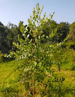 Eucalyptus_parvula.png