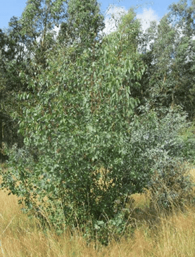 Eucalyptus_urnigera.png